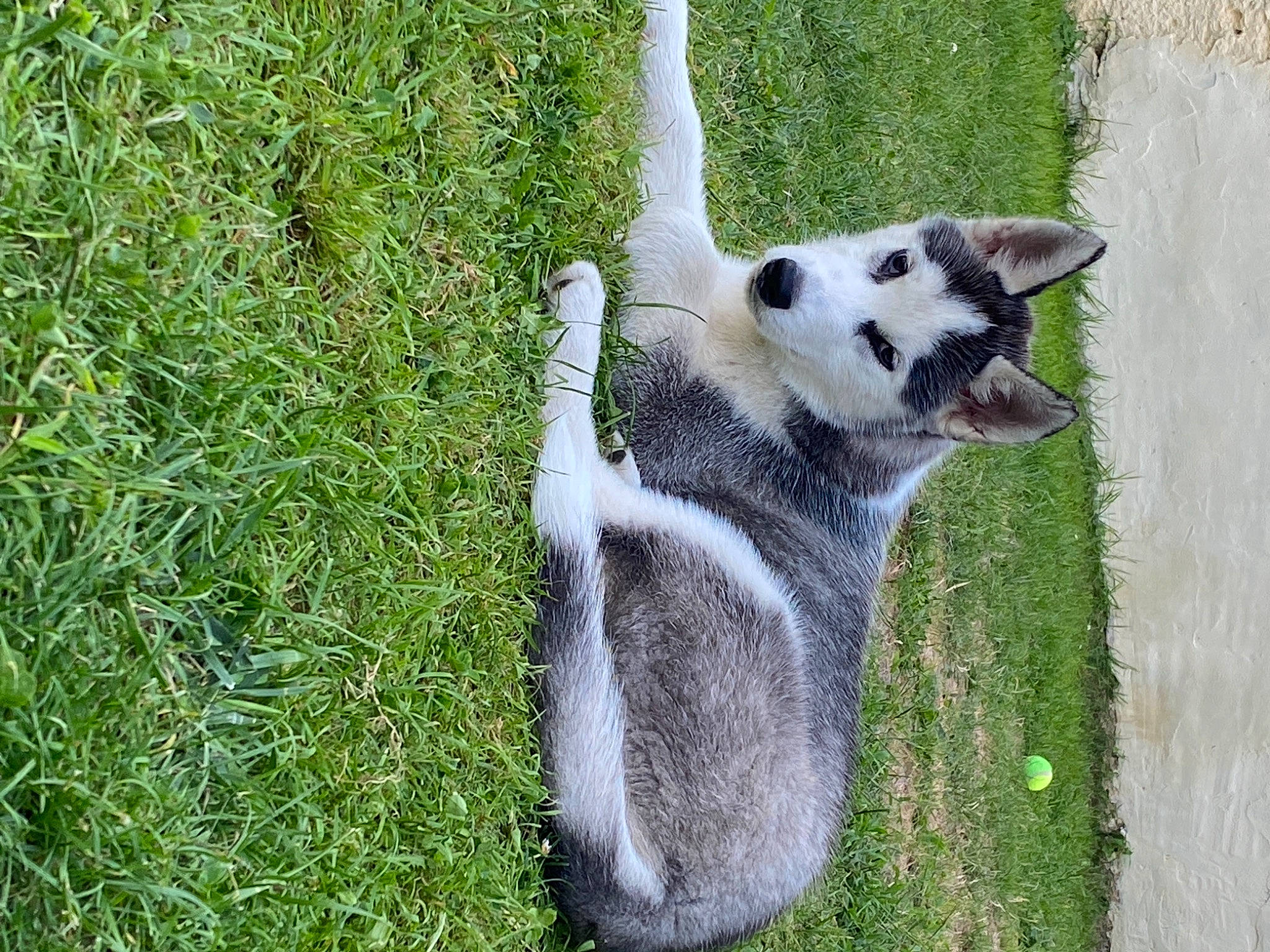 Ringo participe au concours pour gagner de l'argent avec cette photo : canidae, carnivore, fur, grass, lemur, mammal, plant, siberian_husky, snout, tail, wildlife, zoo