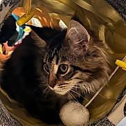 Alya participe au concours pour gagner de l'argent avec cette photo : cat, close_up, cozy, curious, ear, eyes, fabric, fur, indoor, kitten, pet, playtime, plush, pompom, portrait, rope, toy, tunnel, whiskers, yellow