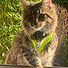 Alya a rejoint le concours — aidez-le/la à gagner de superbes lots ! cat, close_up, cute, domestic_cat, ears, eyes, feline, foliage, fur, green_harness, id_tag, long_hair, outdoor, paw, pet, portrait, sunlight, tabby, whiskers, window_sill