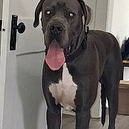Oliver joined the competition — help win amazing prizes! dog, pet, indoor, tongue_out, door, floor, collar, white_chest, large_dog, playful, animal, canine, standing, happy, domestic, house, room, fur, ears, tail