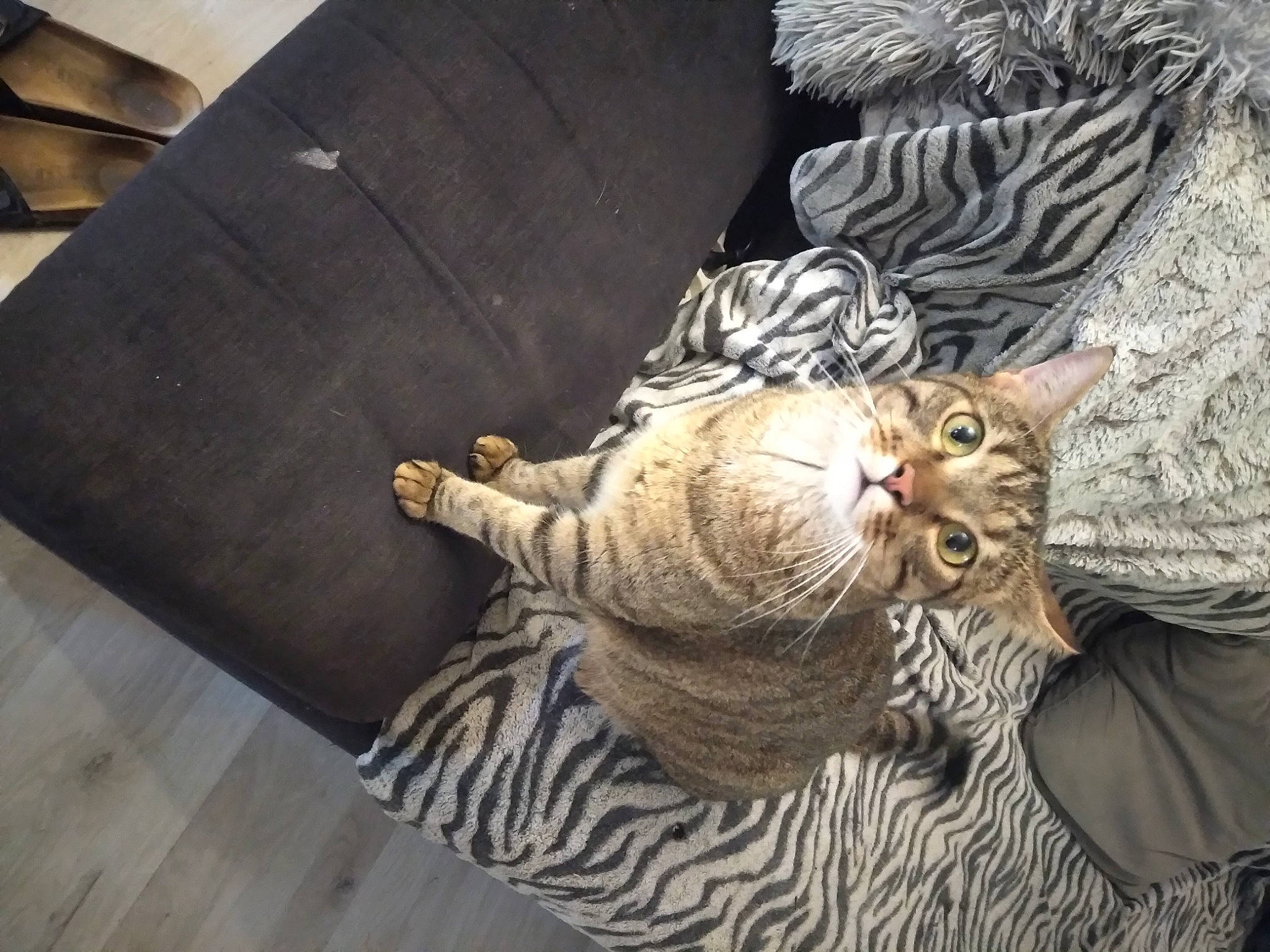 Novak a rejoint le concours — aidez-le/la à gagner de superbes lots ! artifact, carnivore, cat, comfort, couch, domestic_short_haired_cat, fawn, felidae, flooring, fur, hardwood, small_to_medium_sized_cats, snout, studio_couch, tail, terrestrial_animal, whiskers, wood, wood_flooring, wood_stain