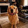 books, carpet, couch, cozy, curtains, dog, fireplace, flower_vase, furniture, golden_retriever, indoor, lamp, living_room, pet, plant, portrait, smiling, table, tongue_out, wooden_floor