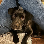 Luna joined the competition — help win amazing prizes! animal, black_dog, blanket, canine, chair, closeup, comfort, cozy, cute, dog, fur, home, indoor, jeans, legs, looking_up, paw, pet, relaxed, resting