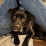 animal, black_dog, blanket, canine, chair, closeup, comfort, cozy, cute, dog, fur, home, indoor, jeans, legs, looking_up, paw, pet, relaxed, resting