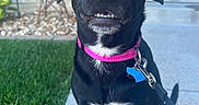 Luna joined the competition — help win amazing prizes! animal, black_dog, canine, collar, concrete, cute, dog, domestic_animal, grass, happy, house, leash, outdoor, pet, porch, sidewalk, sitting, smiling, teeth, windmill