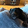 Luna is registered to the contest to win money with this photo: black_dog, blanket, calm, carpet, closeup, couch, cozy, decor, dog, furniture, home, indoor, living_room, napping, paw, pet, relaxing, resting, sleeping, wooden_cabinet