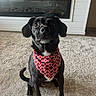 Luna joined the competition — help win amazing prizes! animal, attentive, bandana, black_dog, carpet, companion, cute, dog, domestic_animal, ears, fireplace, friendly, fur, indoor, looking_up, mammal, pet, sitting, snout, tail