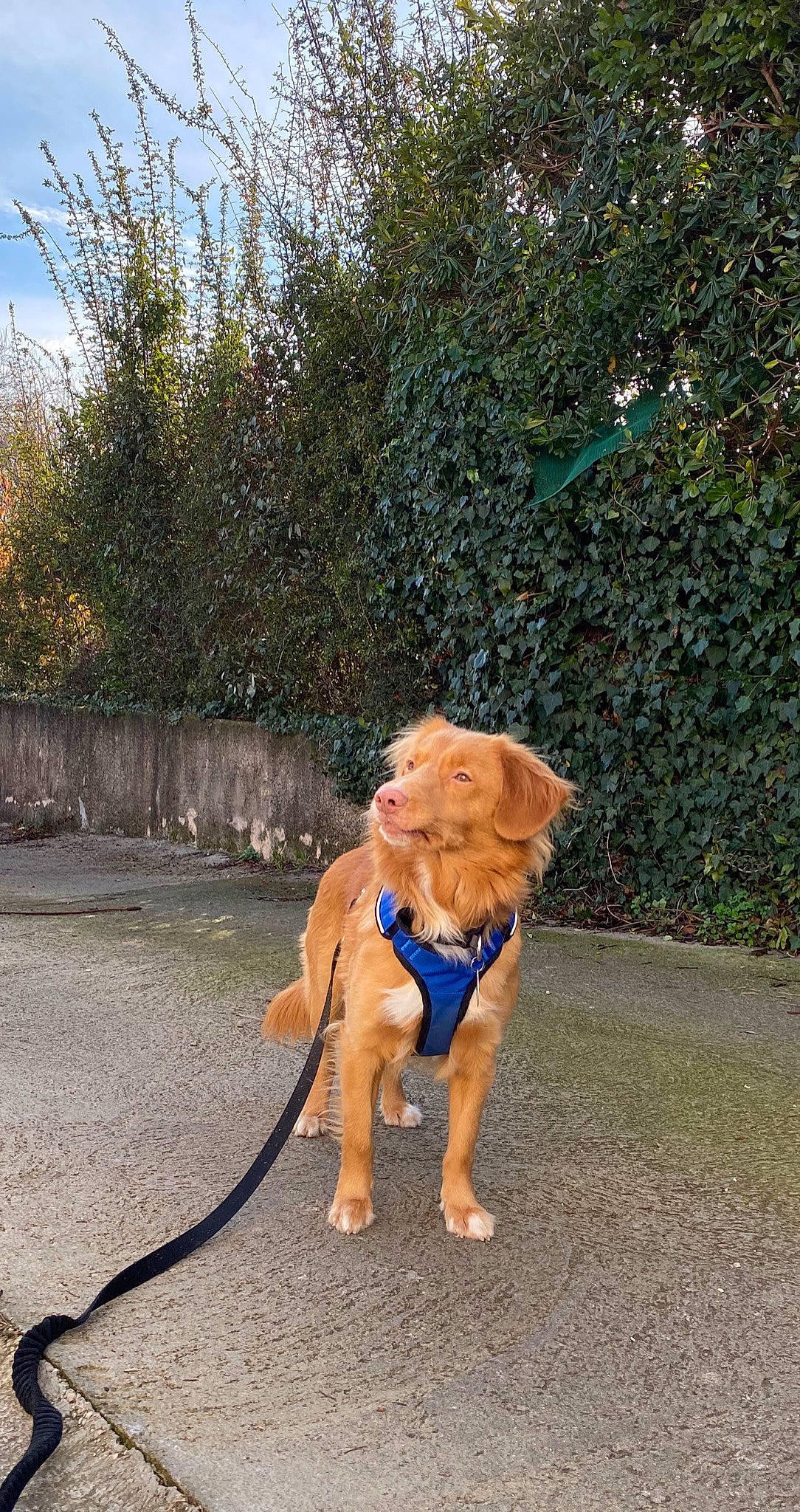Oakley participe au concours pour gagner de l'argent avec cette photo : canidae, carnivore, dog, dog_breed, dog_walking, fawn, leash, sporting_group, walking
