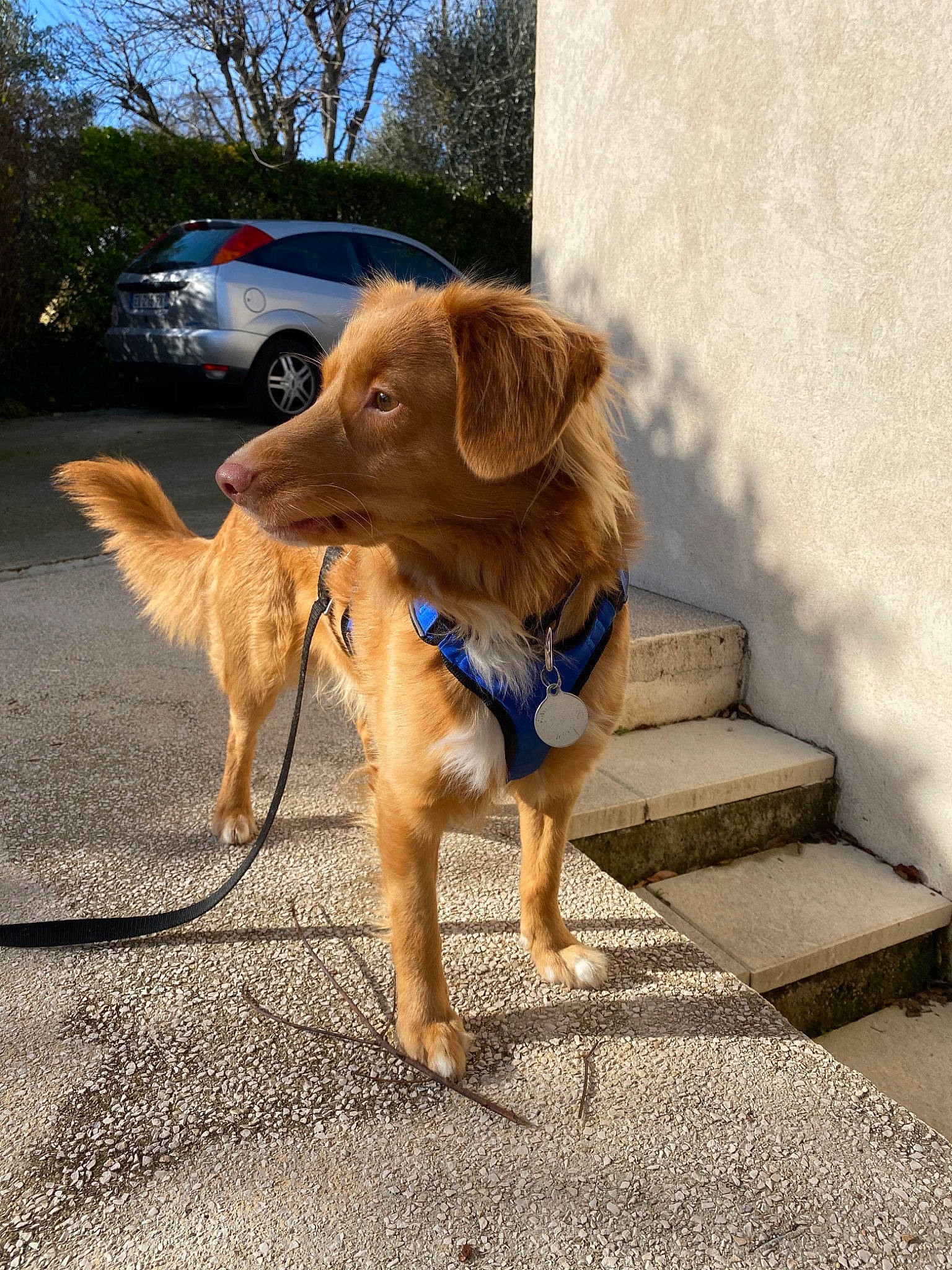 Oakley a rejoint le concours — aidez-le/la à gagner de superbes lots ! basque_shepherd_dog, canidae, carnivore, companion_dog, dog, dog_breed, fawn, golden_retriever, hovawart, leash, mammal, nova_scotia_duck_tolling_retriever, retriever, small_greek_domestic_dog, snout, sporting_group, working_dog