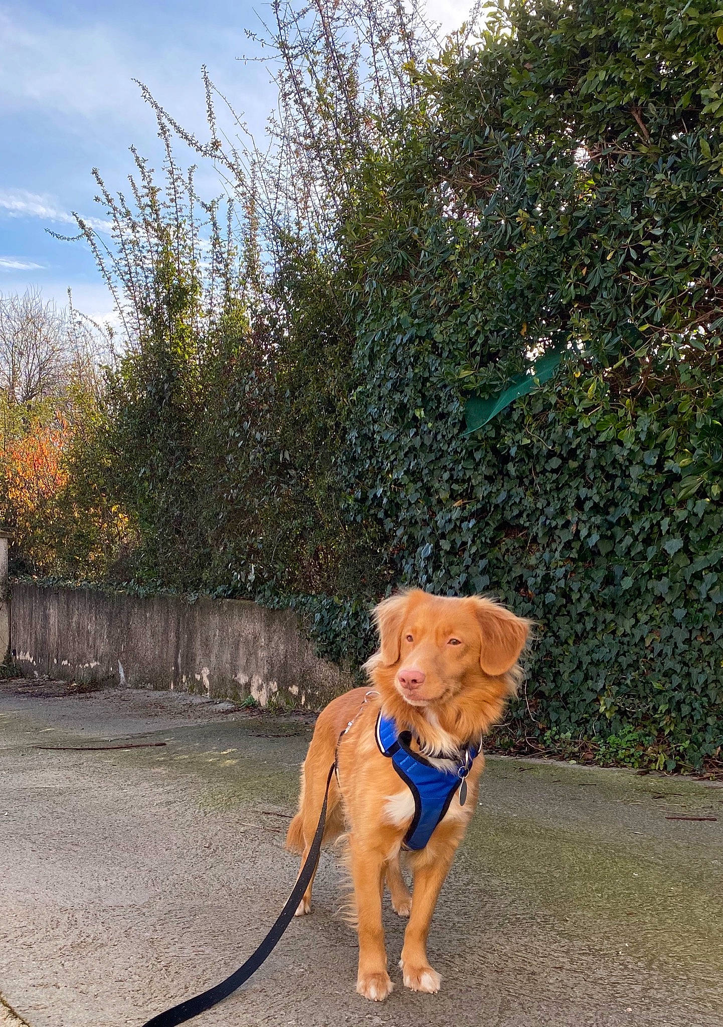 Oakley participe au concours pour gagner de l'argent avec cette photo : american_pit_bull_terrier, canidae, carnivore, dog, dog_breed, dog_walking, fashion_accessory, fawn, leash, mammal, retriever, sporting_group, tail, tree