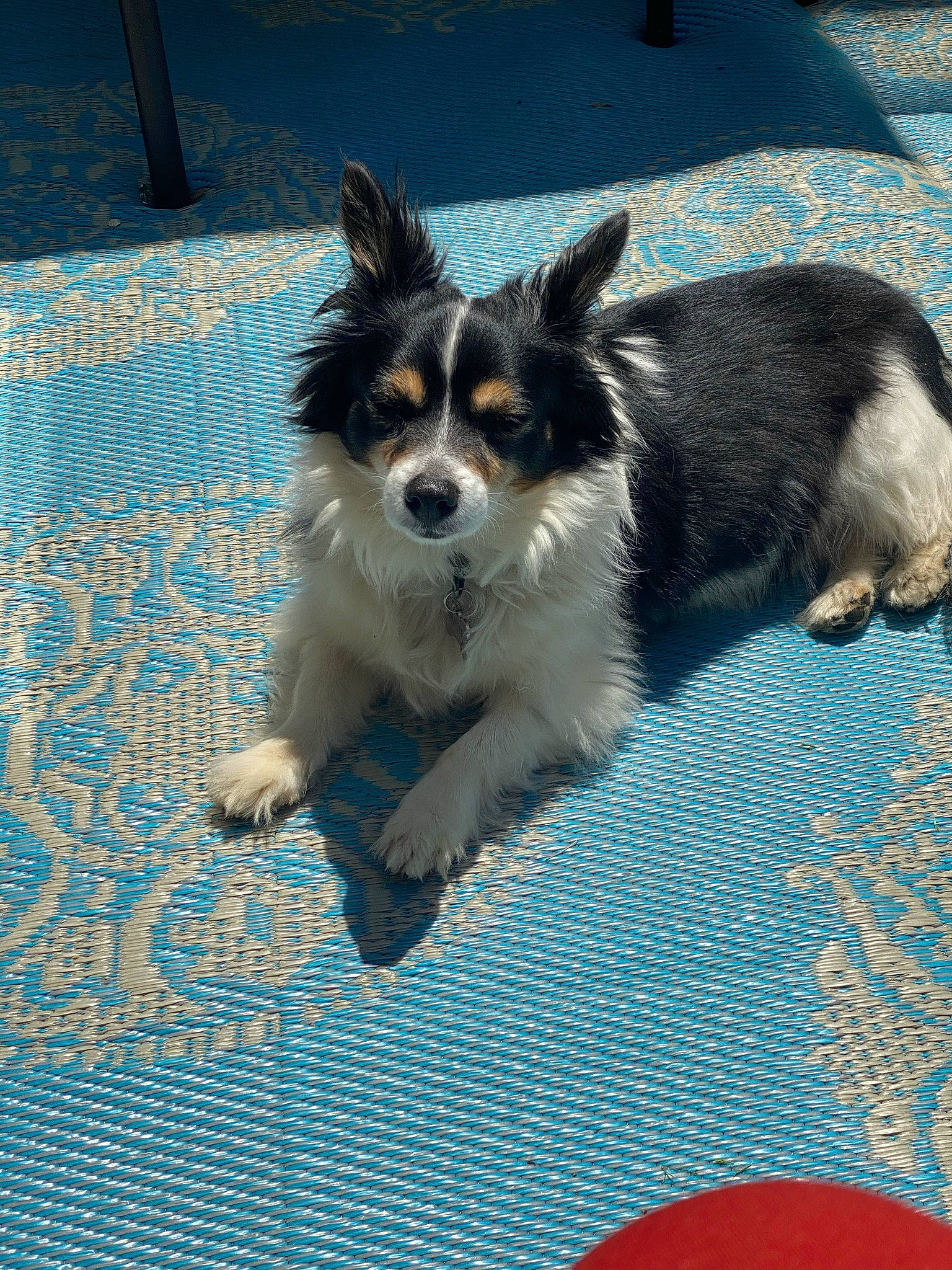 Hunter is registered to the contest to win money with this photo: blue, canidae, carnivore, companion_dog, dog, dog_breed, dog_supply, electric_blue, flooring, fur, grass, papillon, paw, snout, sporting_group, tail, terrestrial_animal, toy_dog, whiskers, working_dog