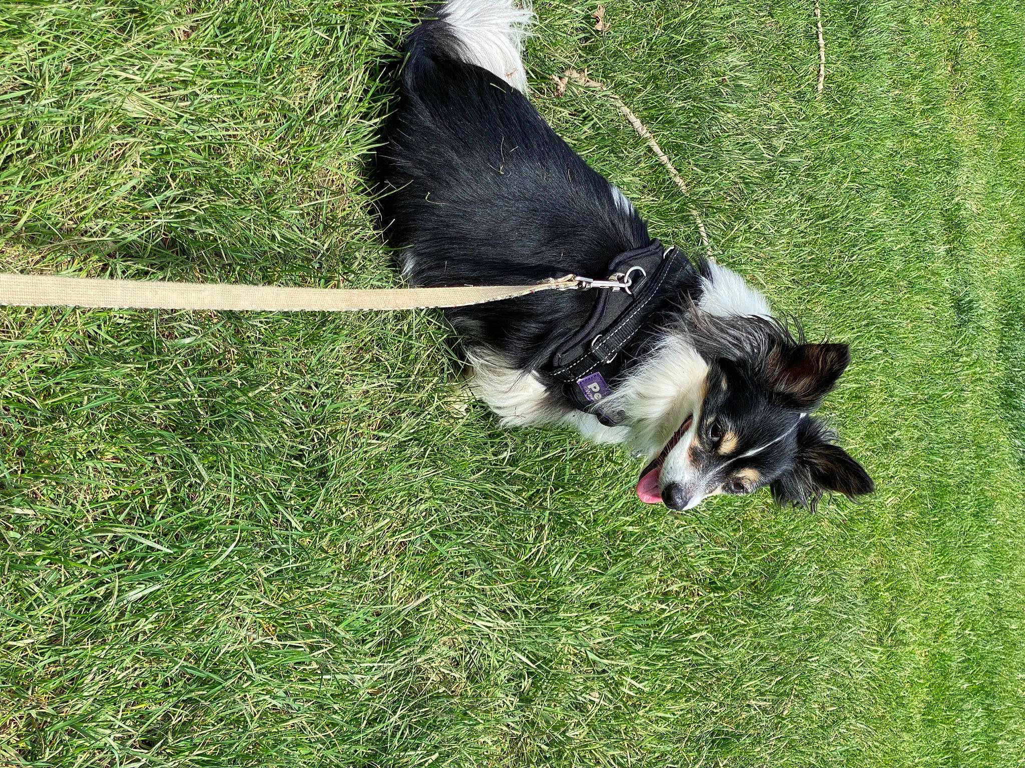 Hunter is registered to the contest to win money with this photo: accipitriformes, animal_sports, bird_of_prey, canidae, carnivore, collar, companion_dog, dog, dog_breed, dog_sports, falconiformes, grass, grassland, herding_dog, plant, recreation, sporting_group, tail, wildlife, wing