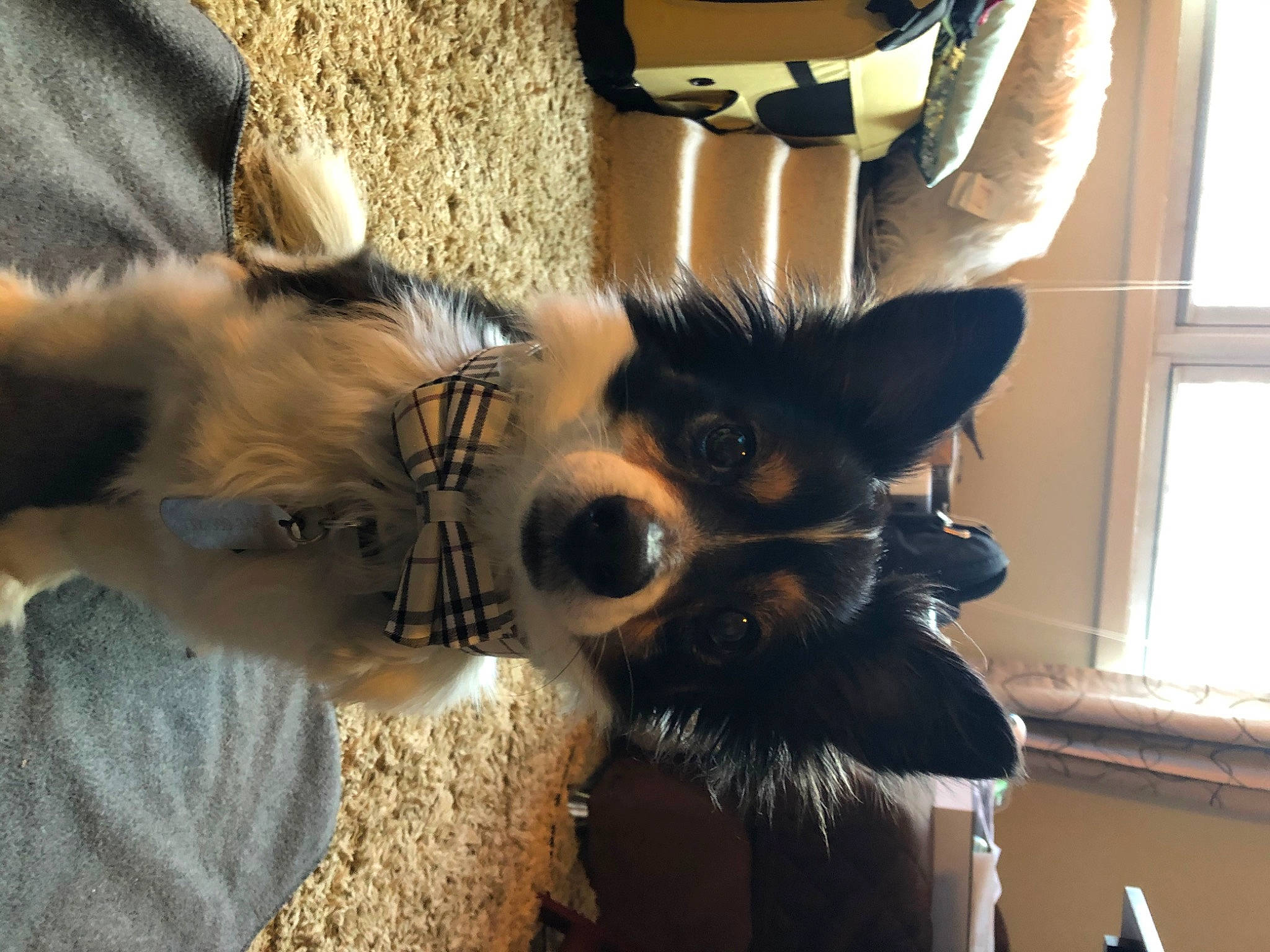 Hunter is registered to the contest to win money with this photo: australian_shepherd, border_collie, canidae, carnivore, companion_dog, costume, costume_hat, dog, dog_breed, eyewear, fur, fur_clothing, hat, personal_protective_equipment, snout, sporting_group, toy_dog, whiskers, window, working_animal