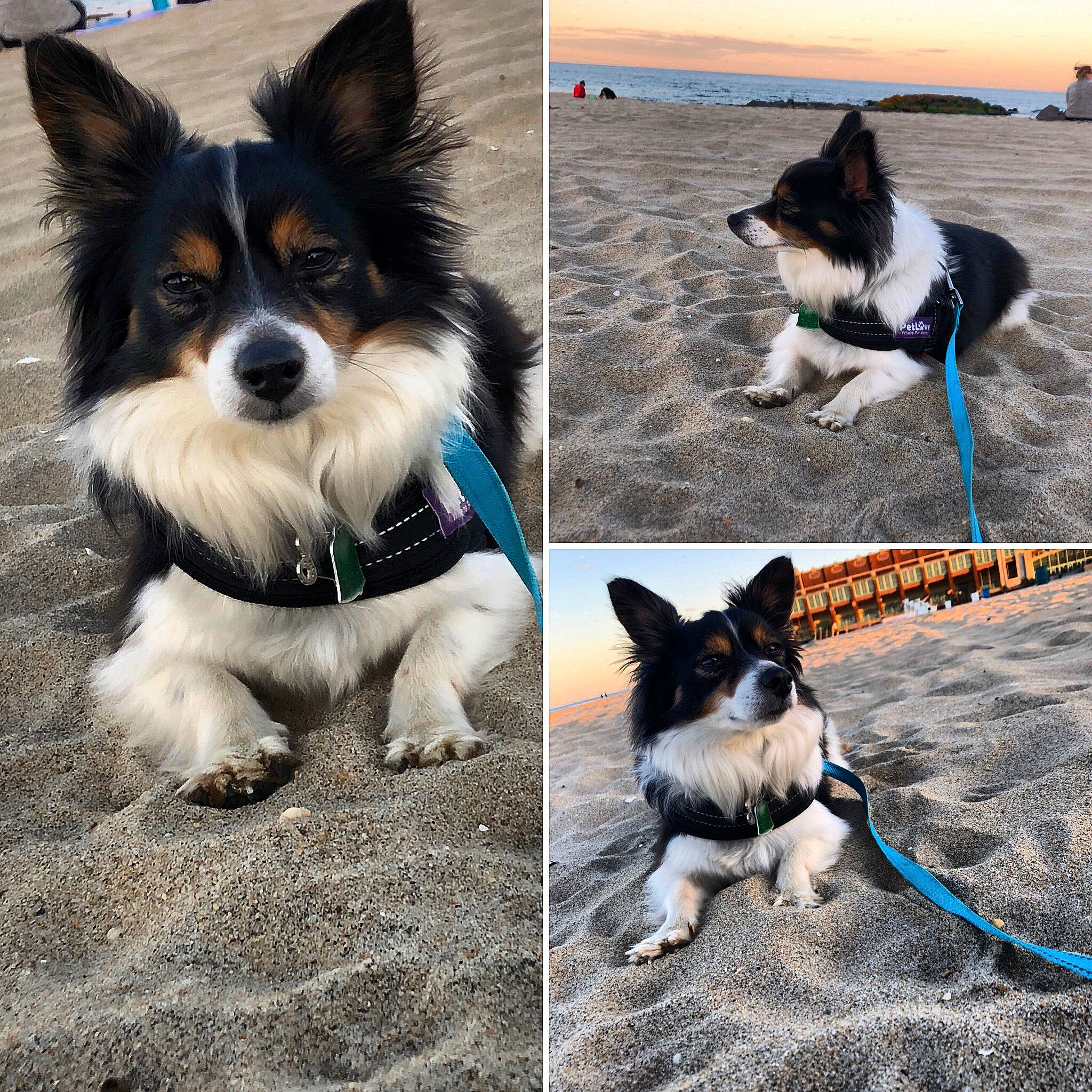 Hunter joined the competition — help win amazing prizes! blue, canidae, carnivore, collar, companion_dog, dog, dog_breed, dog_collar, dog_supply, electric_blue, fashion_accessory, fur, leash, pet_supply, snout, sporting_group, tail, toy_dog, water, whiskers