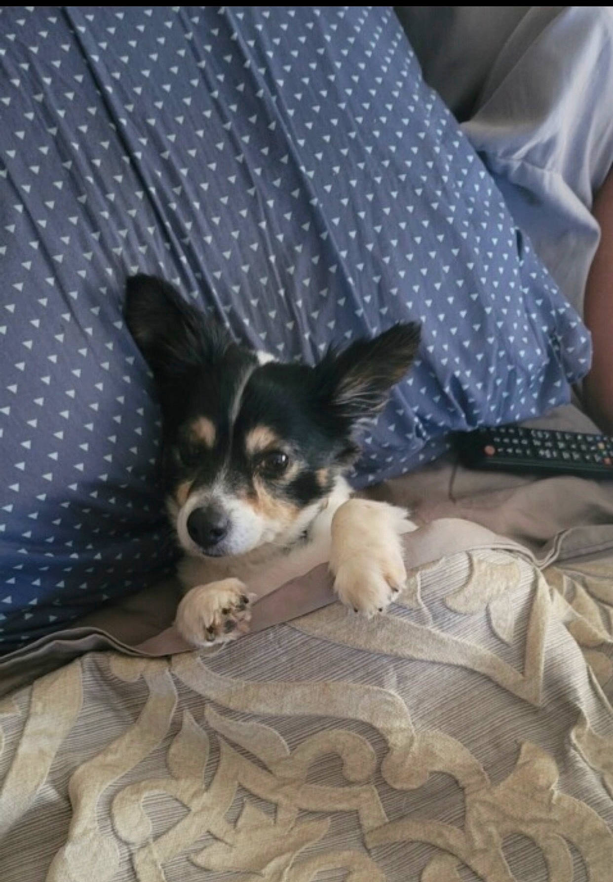 Hunter joined the competition — help win amazing prizes! bed, canidae, carnivore, comfort, companion_dog, dog, dog_breed, fur, linens, pattern, paw, sporting_group, toy_dog, working_animal