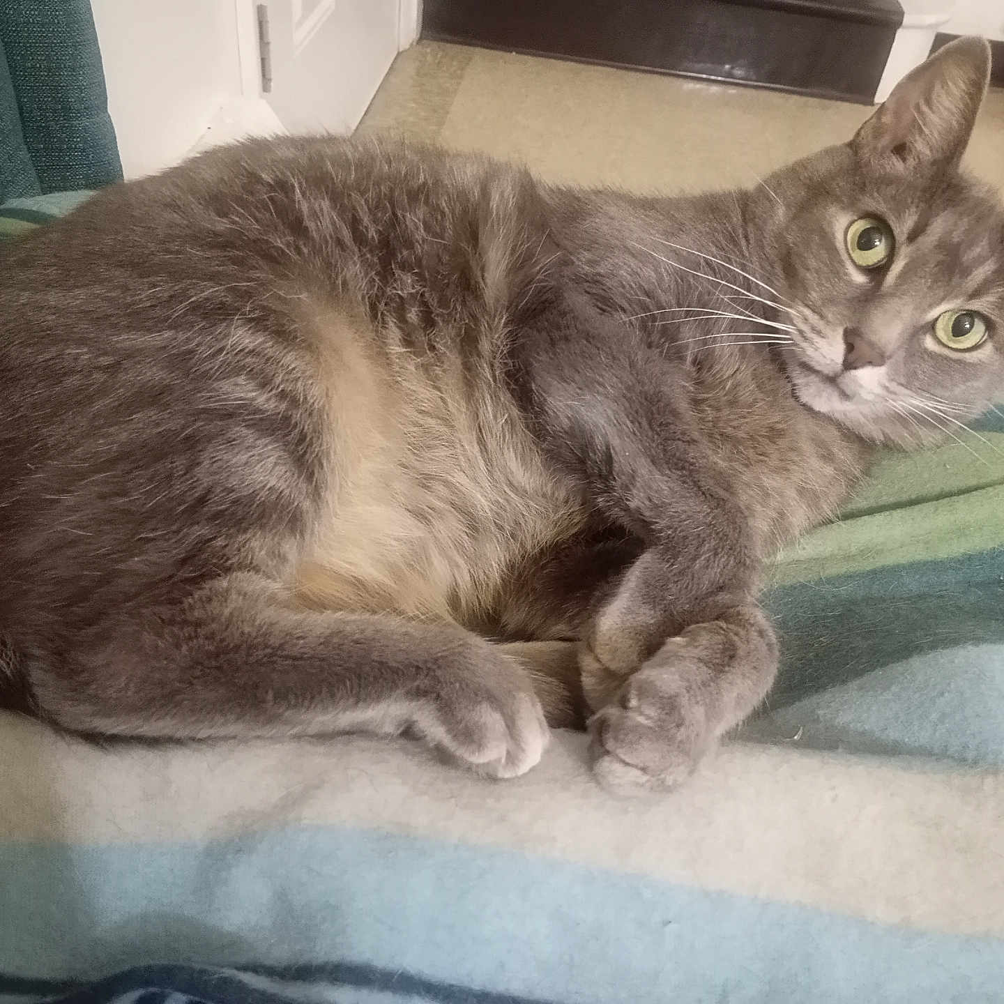 Nermal joined the competition — help win amazing prizes! cat, gray_cat, pet, indoor, blanket, striped_blanket, feline, resting, relaxed, curious_eyes, green_eyes, whiskers, fur, paws, cozy, home, floor, door, container, domestic_animal