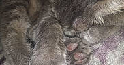 Nermal is registered to the contest to win money with this photo: animal, blanket, cat, close_up, cozy, curled_up, cute, domestic_animal, feline, fur, grey_fur, indoor, paw_pads, paws, pet, quiet, relaxed, resting, sleeping, soft