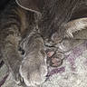 animal, blanket, cat, close_up, cozy, curled_up, cute, domestic_animal, feline, fur, grey_fur, indoor, paw_pads, paws, pet, quiet, relaxed, resting, sleeping, soft