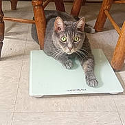 Nermal is registered to the contest to win money with this photo: cat, gray_cat, feline, pet, animal, green_eyes, whiskers, ears, paws, lying_down, relaxed, indoor, bathroom, scale, weighing_scale, wooden_chairs, tile_floor, home, portrait, funny