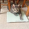 cat, gray_cat, feline, pet, animal, green_eyes, whiskers, ears, paws, lying_down, relaxed, indoor, bathroom, scale, weighing_scale, wooden_chairs, tile_floor, home, portrait, funny