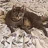 cat, cats, feline, pet, animal, gray_cat, sleeping, lying_down, bed, bedroom, blanket, floral_pattern, cozy, indoors, home, whiskers, ears, eyes, fur, portrait
