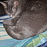 Nermal joined the competition — help win amazing prizes! cat, gray_cat, sleeping, curled_up, feline, whiskers, ears, tail, fur, pet, animal, blanket, striped_blanket, indoors, cozy, resting, relaxed, photography, close_up, home