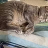 animal, blanket, cat, cozy, cute, domestic_cat, ears, feline, fur, gray_cat, home, indoor, lying_down, paws, pet, relaxed, resting, sleepy, striped_blanket, whiskers