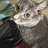 Nermal is registered to the contest to win money with this photo: cat, gray_cat, pet, animal, feline, close_up, portrait, whiskers, ears, green_eyes, yellow_eyes, short_hair, fur, indoors, blanket, clothing, bed, curious, photography, home