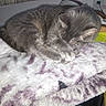 Nermal joined the competition — help win amazing prizes! animal, blanket, cat, chair, cozy, cushion, domestic_animal, feline, fur, gray_cat, home, indoor, nap, paw, pet, quiet, relaxation, resting, sleeping, soft_texture