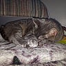 Nermal joined the competition — help win amazing prizes! animal, blanket, cat, close_up, comfort, cozy, cute, domestic_animal, feline, fur, gray_cat, home, indoor, napping, paw, pet, quiet, relaxed, resting, sleeping