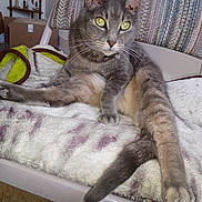 Nermal joined the competition — help win amazing prizes! animal, blanket, cardboard_box, cat, chair, cozy, domestic, ears, feline, fur, furniture, gray_cat, home, indoor, pet, relaxed, resting, shelf, tail, whiskers