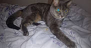 Nermal is registered to the contest to win money with this photo: cat, gray_cat, animal, pet, feline, bed, bedspread, floral_pattern, indoor, bedroom, lying_down, stretched, paw, tail, whiskers, ears, eyes, fur, flash_photography, relaxed
