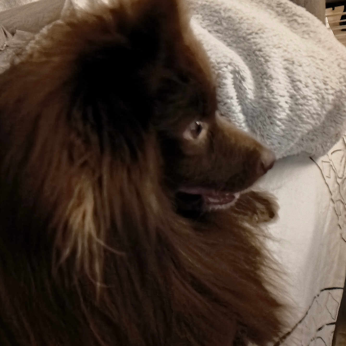 Choco Chocolat a rejoint le concours — aidez-le/la à gagner de superbes lots ! animal, blanket, brown, canine, closeup, comfort, companion, couch, cozy, dog, fluffy, fur, furniture, home, indoor, pet, portrait, relaxed, resting, side_view