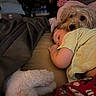 Barkley joined the competition — help win amazing prizes! child, dog, sleeping, blanket, plush_toy, bed, cozy, indoor, resting, cute, fur, pajamas, peaceful, nap, soft, comfort, closeup, face, animal, human