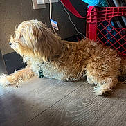 Barkley joined the competition — help win amazing prizes! dog, indoor, wooden_floor, light_brown, curly_fur, plug, charger, crate, cushion, wall, pet, collar, tag, resting, side_view, natural_light, looking_away, floor, cord, relaxed