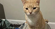 George Omalley joined the competition — help win amazing prizes! cat, pet_carrier, indoor, clutter, ginger_cat, white_paws, animal, feline, box, blanket, floor, wall, cords, clothes, domestic, sitting, looking, household, room, pet