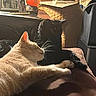 George Omalley joined the competition — help win amazing prizes! cat, black_cat, cream_cat, indoor, resting, cozy, furniture, photograph, vintage, hat, shadow, light, relaxation, pets, animal, portrait, warm_lighting, decor, table, couch