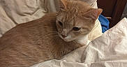 George Omalley joined the competition — help win amazing prizes! animal, bed, blanket, calm, cat, closeup, cozy, cute, domestic_cat, feline, fur, headboard, indoor, orange_cat, pet, pillow, resting, sleepy, white_bedding, wood