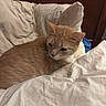 George Omalley joined the competition — help win amazing prizes! cat, orange_cat, bed, blanket, pillow, indoor, pet, fur, animal, resting, cozy, sleepy, feline, domestic_cat, wood, headboard, white_bedding, closeup, calm, cute