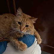 Princess joined the competition — help win amazing prizes! cat, orange_cat, fluffy, pet, indoor, cushion, furniture, resting, animal, whiskers, ears, fur, cute, mammal, domestic_animal, relaxed, closeup, portrait, looking, cozy