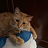 cat, orange_cat, fluffy, pet, indoor, cushion, furniture, resting, animal, whiskers, ears, fur, cute, mammal, domestic_animal, relaxed, closeup, portrait, looking, cozy
