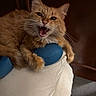 cat, orange_cat, feline, pet, indoor, couch, blue_cushion, whiskers, fur, paw, teeth, mouth_open, claw, resting, animal, cute, expression, domestic_cat, furniture, cozy