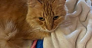 Princess joined the competition — help win amazing prizes! cat, orange_cat, fluffy, pet, animal, indoor, blanket, bed, cozy, fur, resting, cute, domestic, feline, whiskers, eyes, ears, soft, comfortable, relaxing