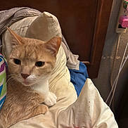 Omelley is registered to the contest to win money with this photo: cat, ginger_cat, white_fur, pillow, bedroom, hand, red_nail_polish, rings, indoor, cozy, pet, resting, furniture, wooden_headboard, blanket, curious, feline, animal, domestic, relaxed