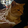 Omelley is registered to the contest to win money with this photo: cat, ginger_cat, animal, pet, indoor, blanket, resting, fur, whiskers, close_up, side_view, cozy, domestic, feline, laying_down, soft_light, warm_tones, home, quiet, relaxed
