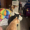 Elvis Presley joined the competition — help win amazing prizes! dog, black_cat, orange_cat, bed, blanket, rainbow_pillow, indoor, furniture, microwave, storage_boxes, floor, pet, animal, curious, resting, clutter, household_items, cozy, domestic, room