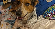 Elvis Presley is registered to the contest to win money with this photo: animal, bed, blanket, canine, collar, comfort, cute, dog, domestic, friendly, fur, happy, indoor, laying, multicolor, pet, pillow, relaxed, resting, smiling