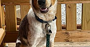 Elvis Presley is registered to the contest to win money with this photo: dog, brown_fur, white_fur, black_fur, leash, collar, wooden_porch, bench, outdoor, pet, animal, sitting, ears_up, happy, canine, fur, tail, gravel, nature, domestic_animal
