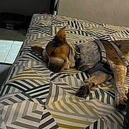 Elvis Presley joined the competition — help win amazing prizes! dog, sleeping, bed, harness, indoor, rest, pattern, geometric, comfort, quiet, canine, pet, relaxation, paw, fur, blanket, home, wall, floor, furniture
