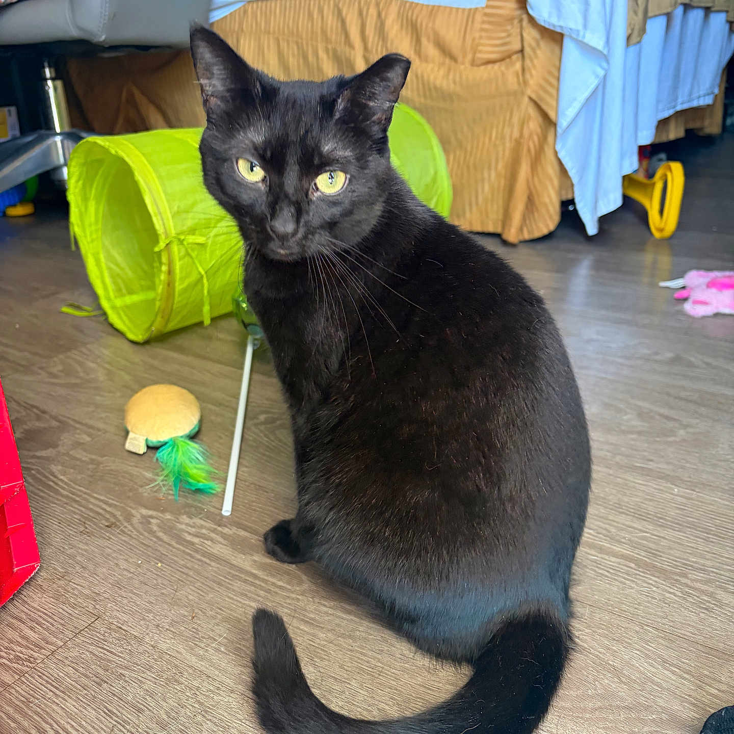 Sable